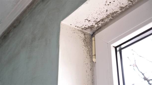 Best Attic Mold Removal  in Exandria, AL